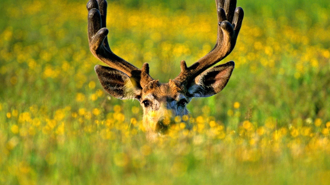 Mule deer buck in Jasper National Park, Alberta, Canada (© Robert McGouey/All Canada Photos/Corbis)(Bing United Kingdom)