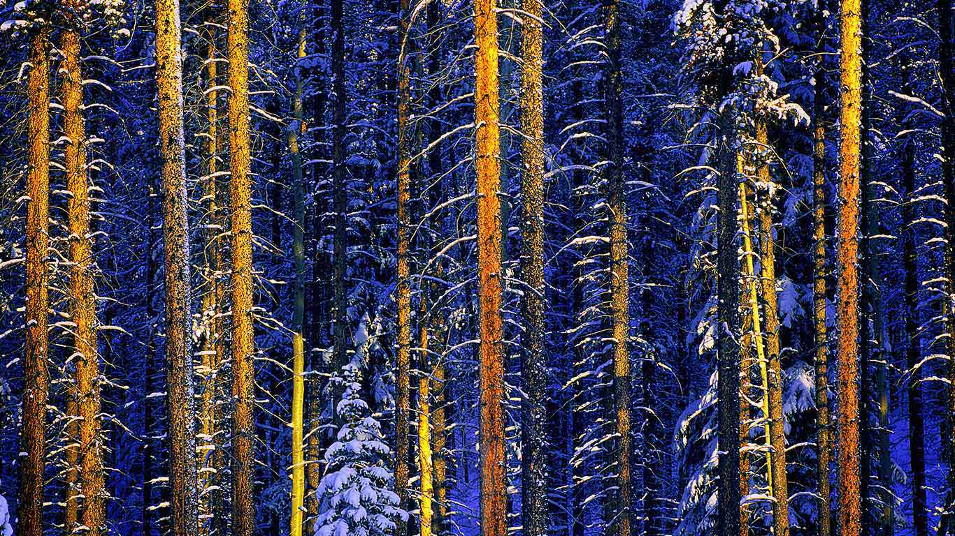 Trees, Jasper National Park, Alberta, Canada (© Daryl Benson/Masterfile/Corbis)(Bing United Kingdom)