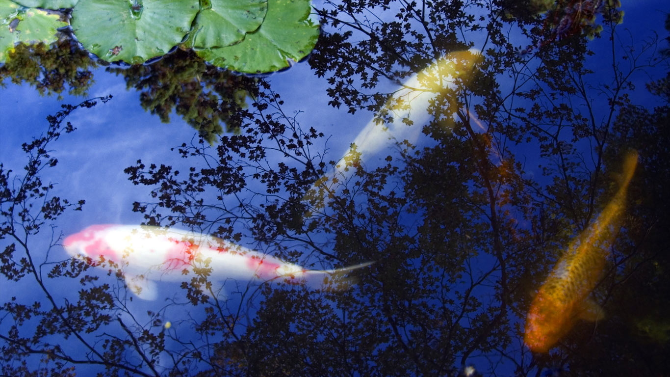 Koi carp, Kyoto (© Sharon Smith/Getty Images)(Bing Canada)