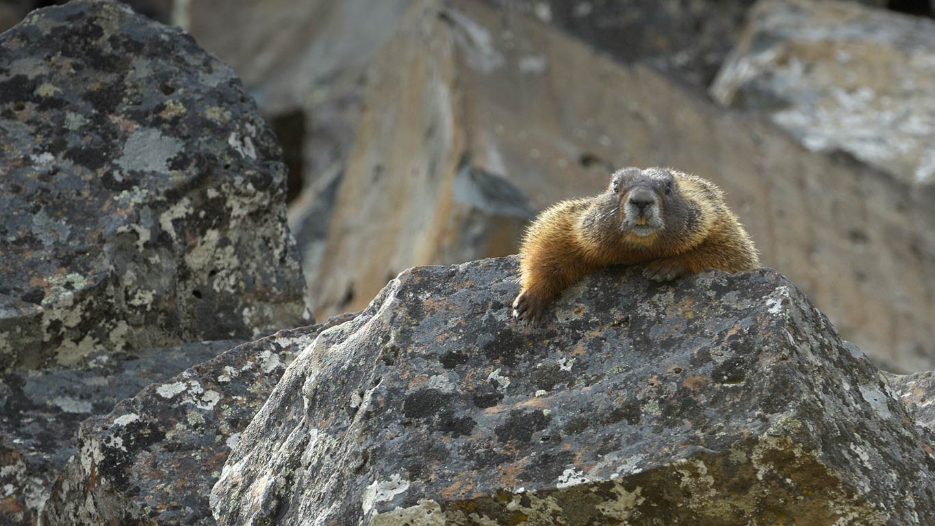 Yellow-bellied marmot in Yellowstone National Park, Wyoming (© George Sanker/Minden Pictures)(Bing United States)