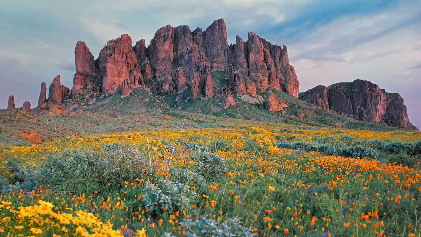 Wildflowers in bloom at Lost Dutchman State Park in Arizona (© Tim Fitzharris/Minden Pictures)(Bing Canada)