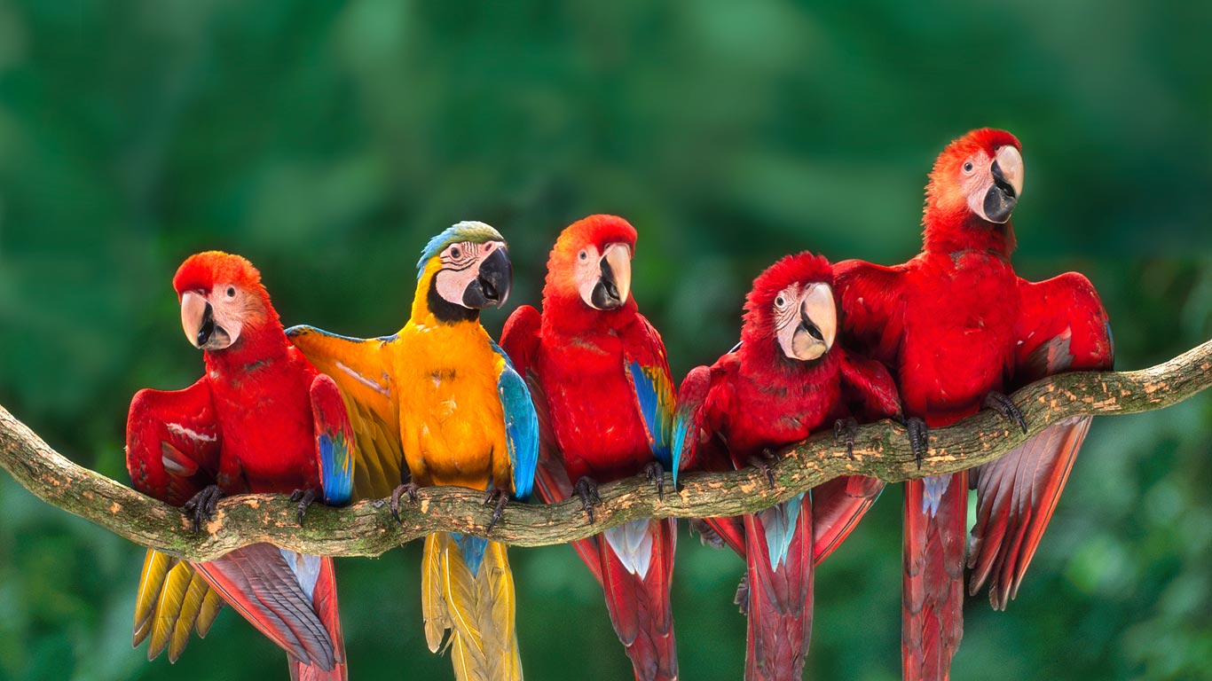 Macaws, Tambopata National Reserve, Peru (© Frans Lanting/Getty Images)(Bing United Kingdom)