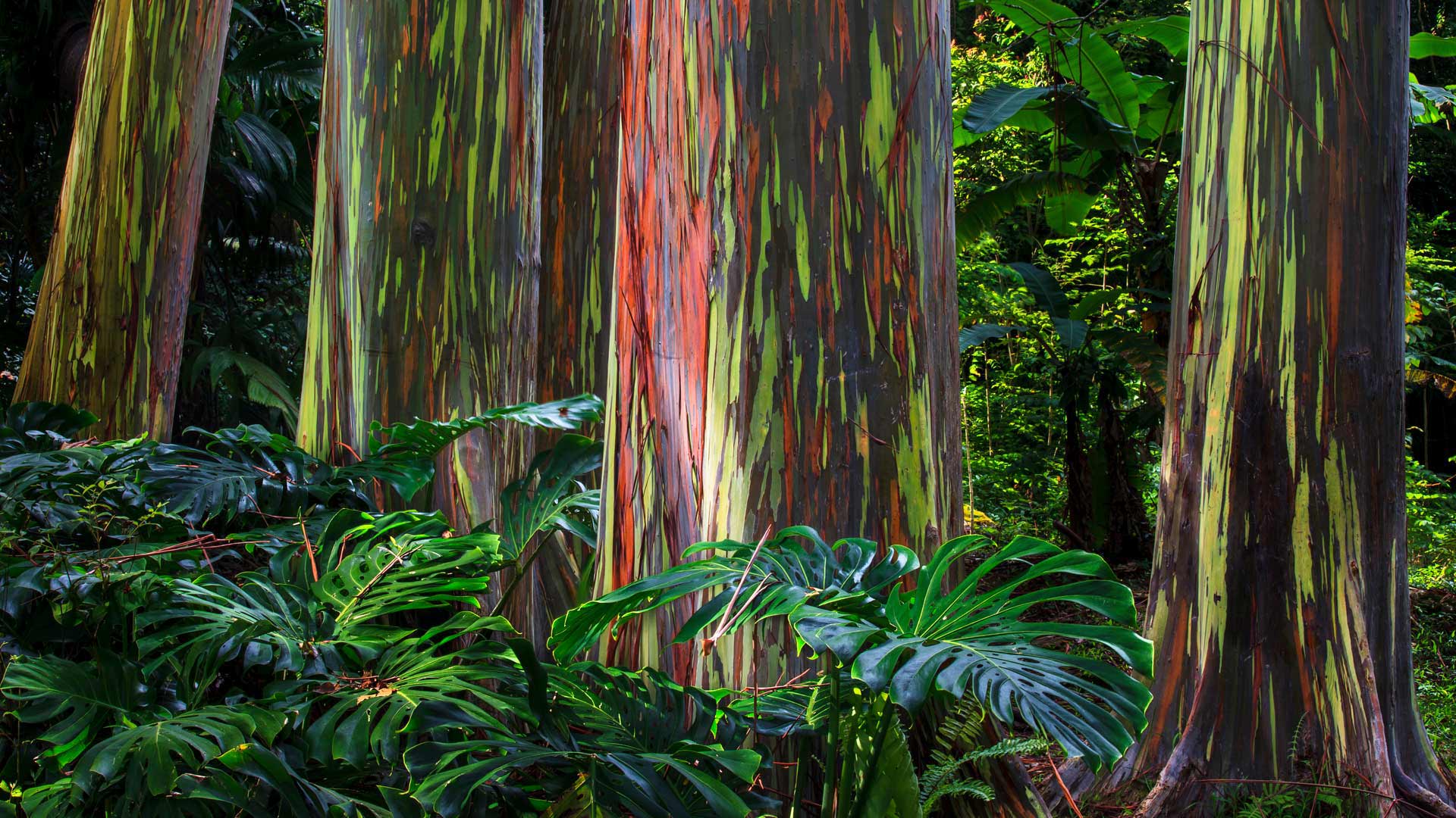 Rainbow eucalyptus trees along the Hana Highway, Maui (© GlowingEarth/Getty Images Plus)(Bing Canada)