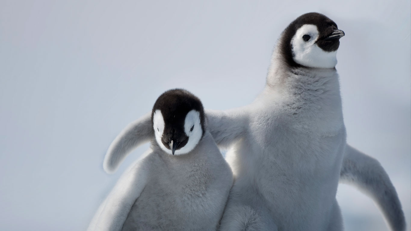 Emperor penguin chicks on Snow Hill Island, Antarctica (© Paul Souders/Corbis)(Bing United Kingdom)