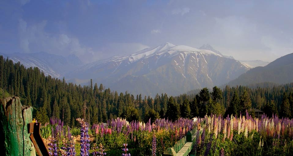 Flowers near the town of Gulmarg in the state of Jammu and Kashmir, India  -- Ranjeev Lahkar &copy; (Bing Canada)