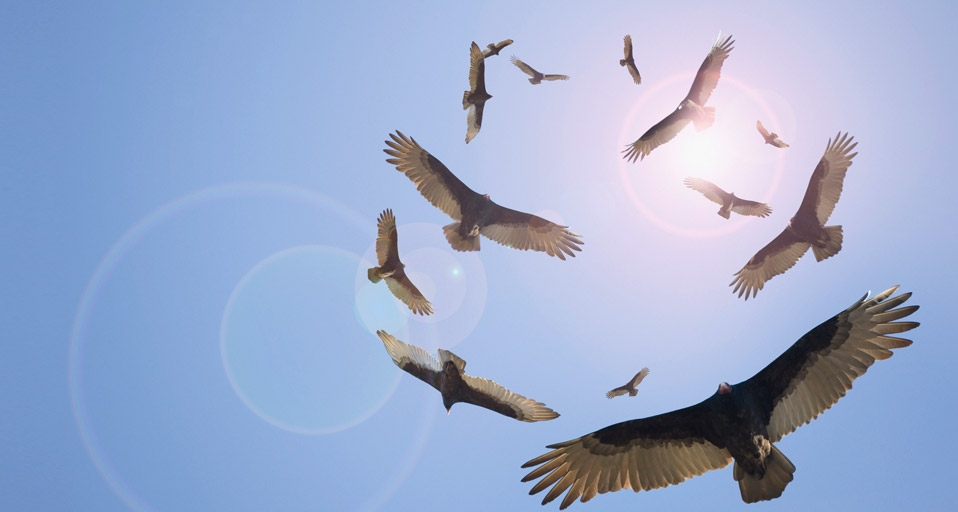Vultures circle overhead --  John Lund/Getty Images &copy; (Bing Canada)