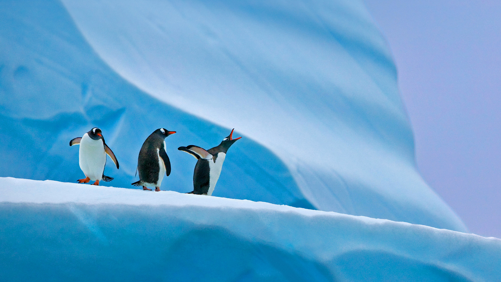 Gentoo penguins, Antarctica (© Nature Picture Library/Alamy)(Bing New Zealand)