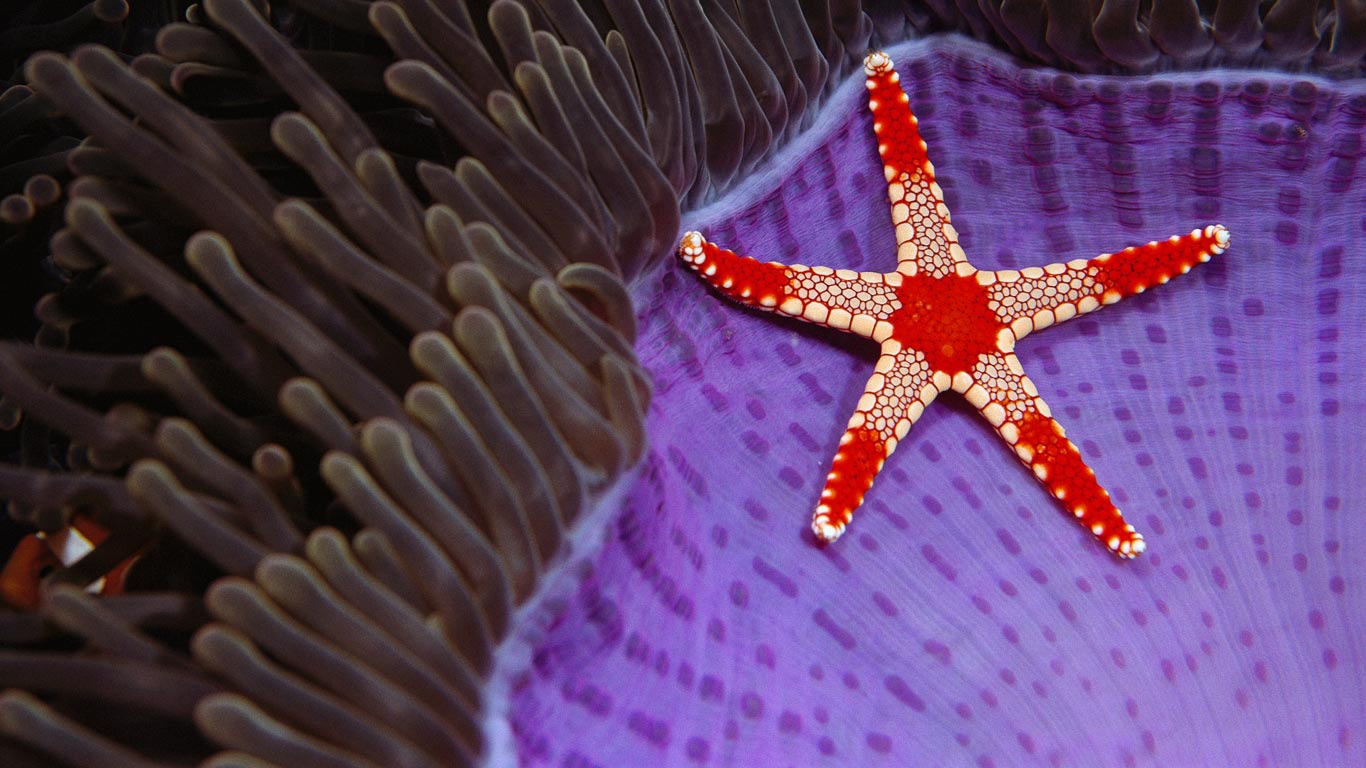 Étoile de mer fromia monilis sur une anémone magnifique au large de Sipadan, Bornéo (© Norbert Wu/Minden Pictures)(Bing France)