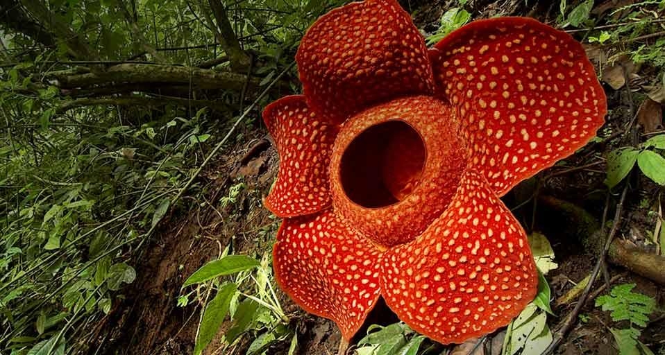 Rafflesia flower in West Sumatra, Indonesia (© Fadil/Corbis) &copy; (Bing United Kingdom)
