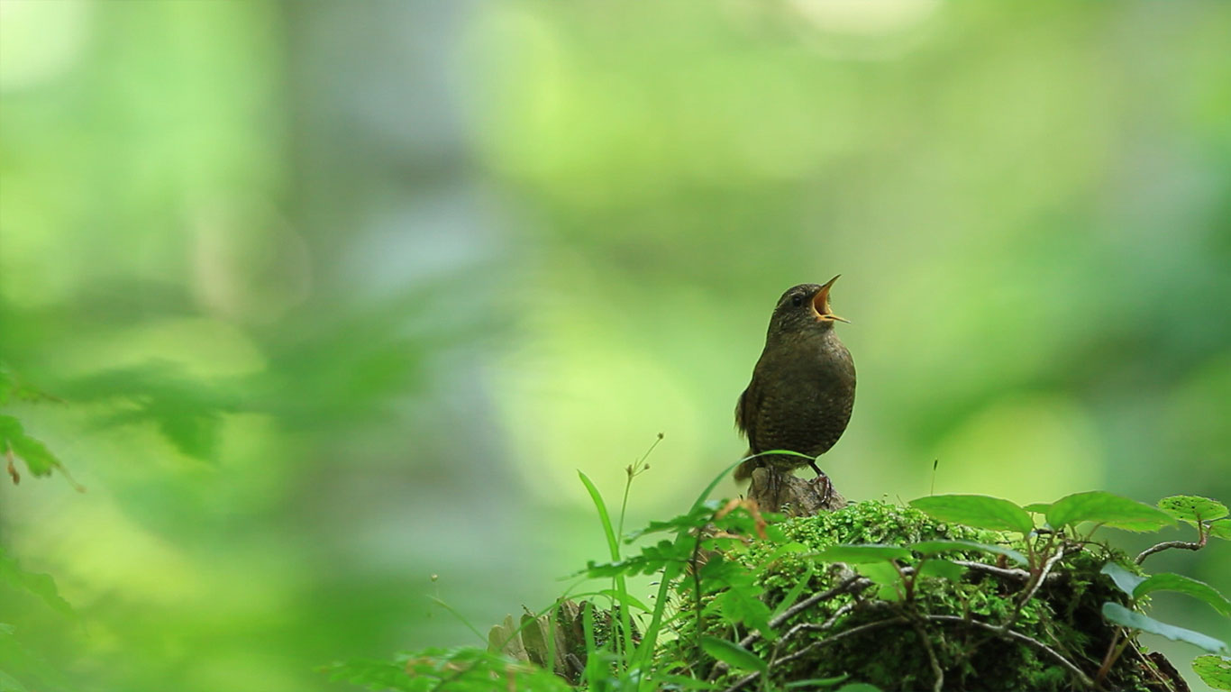 Eurasian wren in Kōfu, Tottori, Japan (© Photo: CorbisMotion/Music: Getty Images)(Bing United Kingdom)