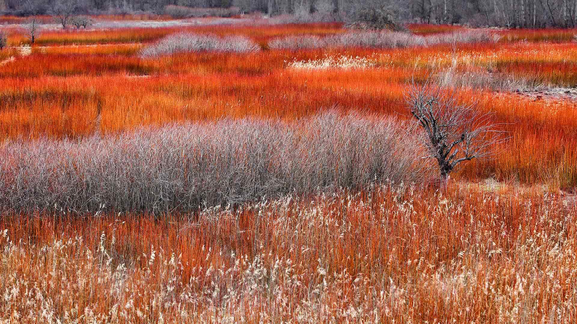 Wicker fields in Cañamares, Spain (© David Santiago Garcia/Alamy)(Bing Canada)