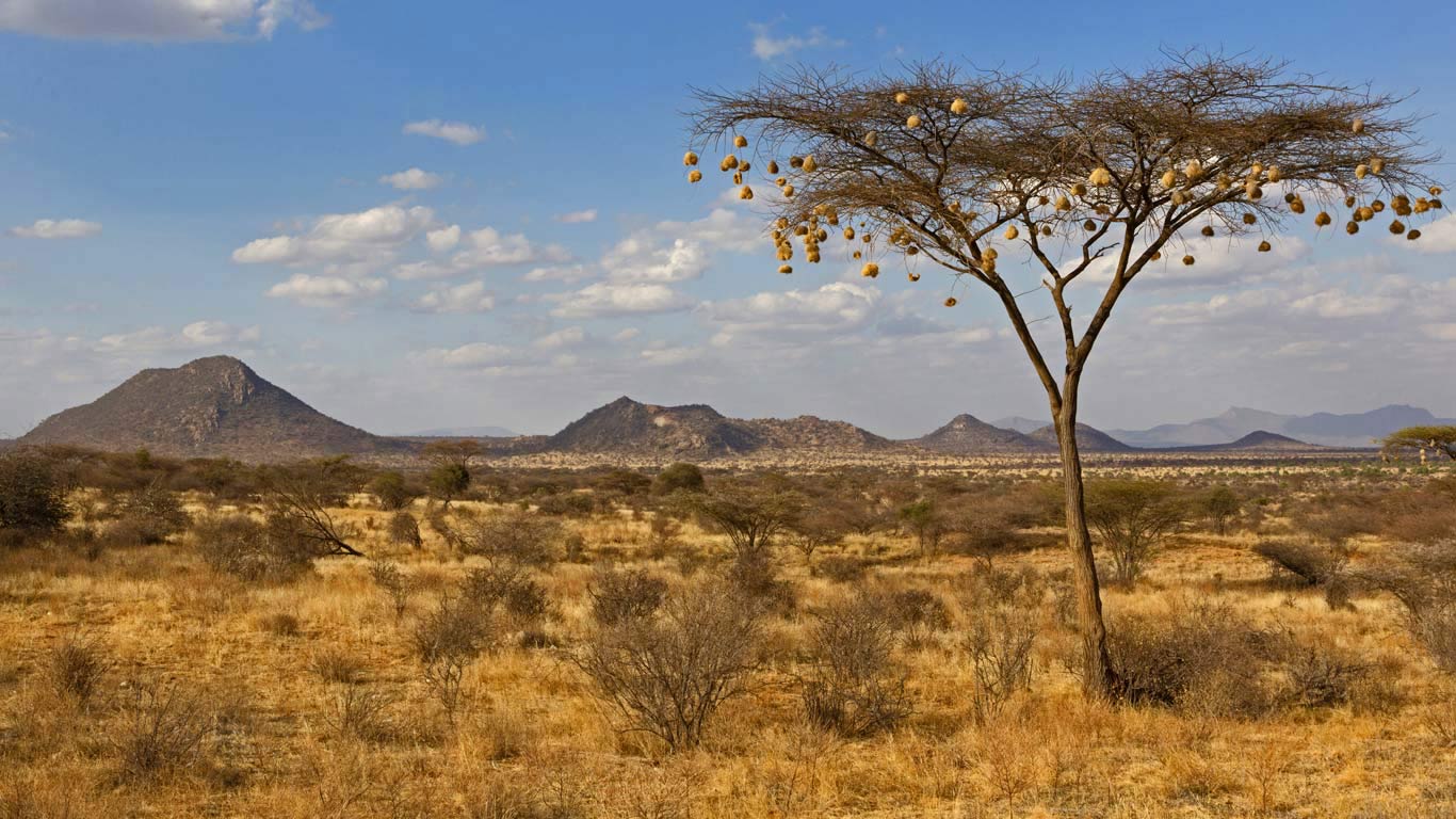 Weaver bird nests hanging from an acacia tree in Samburu National Reserve, Kenya (© Bernd Rohrschneider/Minden Pictures)(Bing United Kingdom)