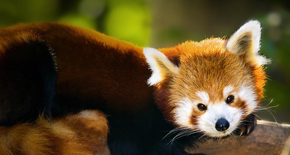 A Red Panda resting on branch -- Dan Barba/Photolibrary &copy; (Bing United Kingdom)