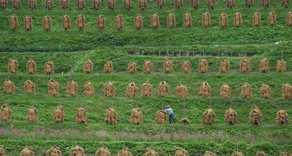 ｢棚田の杭がけ｣山形 (© Toshitaka Morita/amana images/gettyimages) &copy; (Bing Japan)