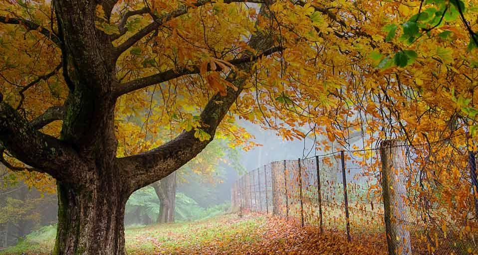 Autumn leaves on large tree bordered by fence in New South Wales village of Mount Wilson (© Dave Smith Photography/Flickr/Getty Images) &copy; (Bing Australia)