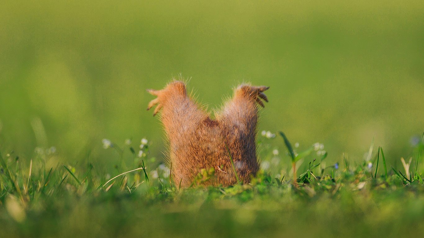 European ground squirrel (© Gerard Kummer/500px)(Bing Canada)