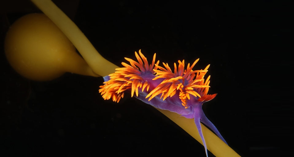 Eine violette Fadenschnecke auf Seetang vor Santa Catalina, Kalifornien – Mirlo Zanni/Photolibrary &copy; (Bing Germany)
