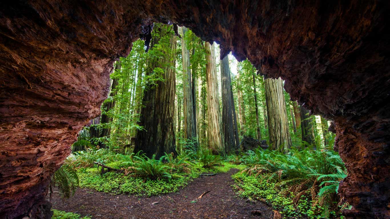 Küstenmammutbäume im Jedediah Smith Redwoods State Park, Kalifornien, USA (© Cavan Images/Offset)(Bing Deutschland)