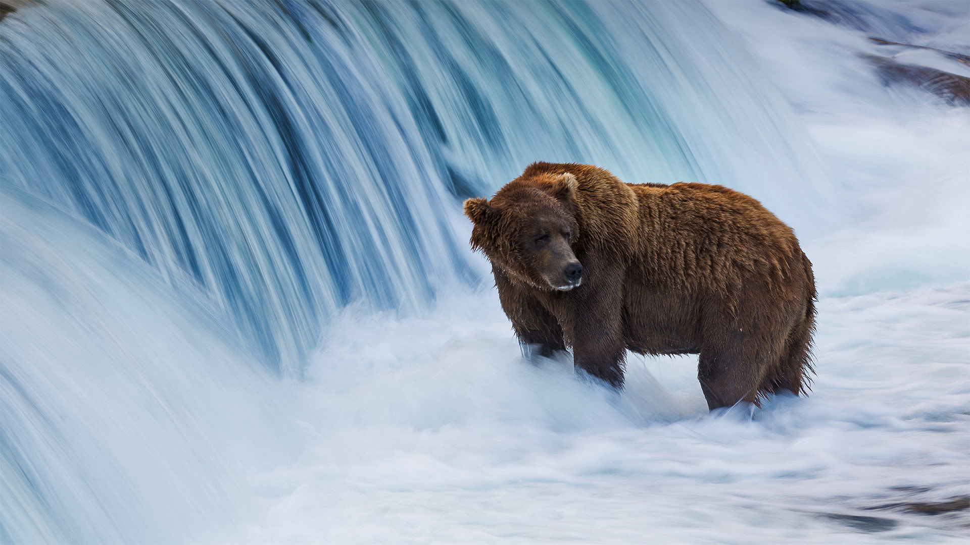 Ours brun à Brook Falls, Parc national et réserve de Katmai, Alaska (© littleting/Pradthana Jarusriboonchai/Getty Images)(Bing France)
