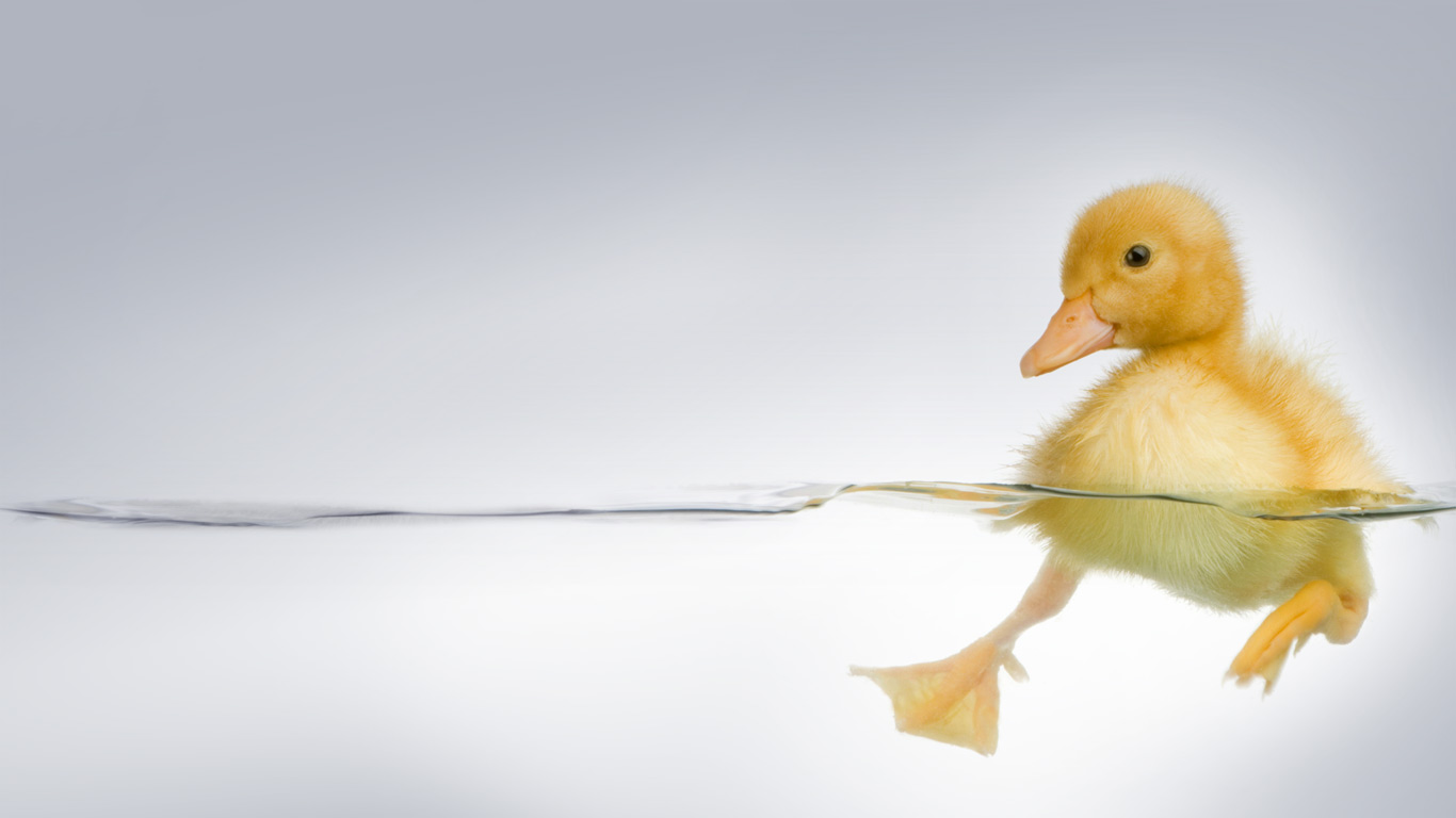 Duckling (© Life on White/Purestock/SuperStock)(Bing United Kingdom)