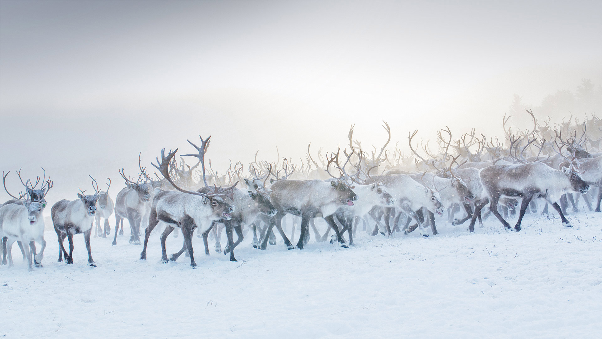 A herd of reindeer in Norway (© Lena Granefelt/plainpicture)(Bing Canada)