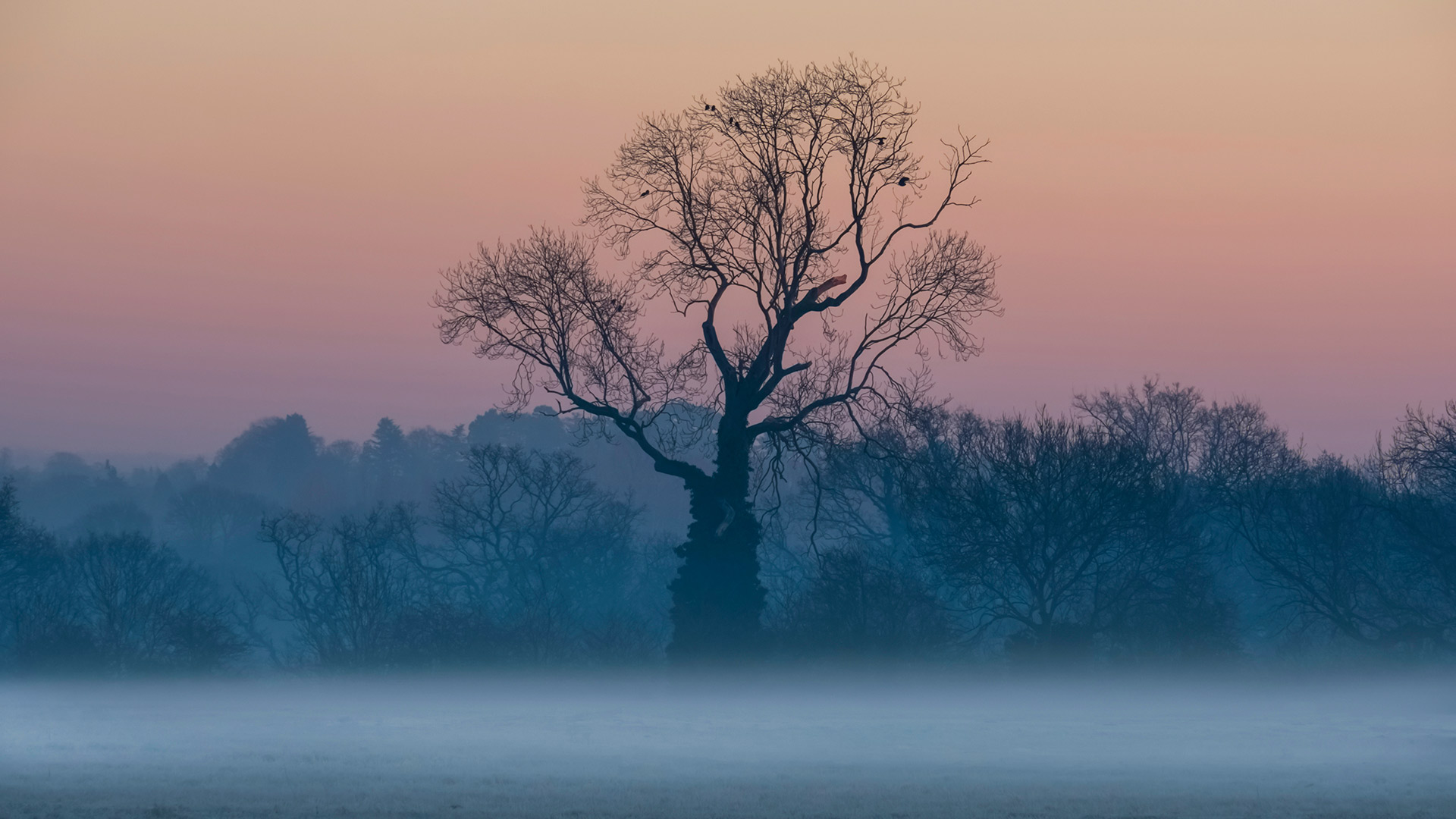 Leafless trees in the mist at sunrise, Surrey (© plainpicture/Design Pics/Charles Bowman)(Bing United Kingdom)
