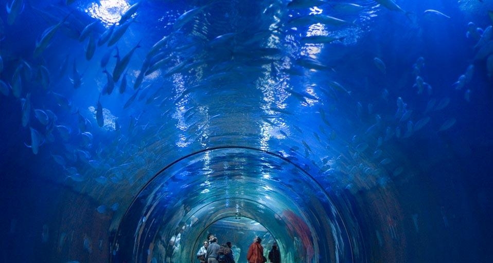 Aquarium in the Oceanografic Park of Valencia, Spain (© Rudi Sebastian/plainpicture) &copy; (Bing United Kingdom)