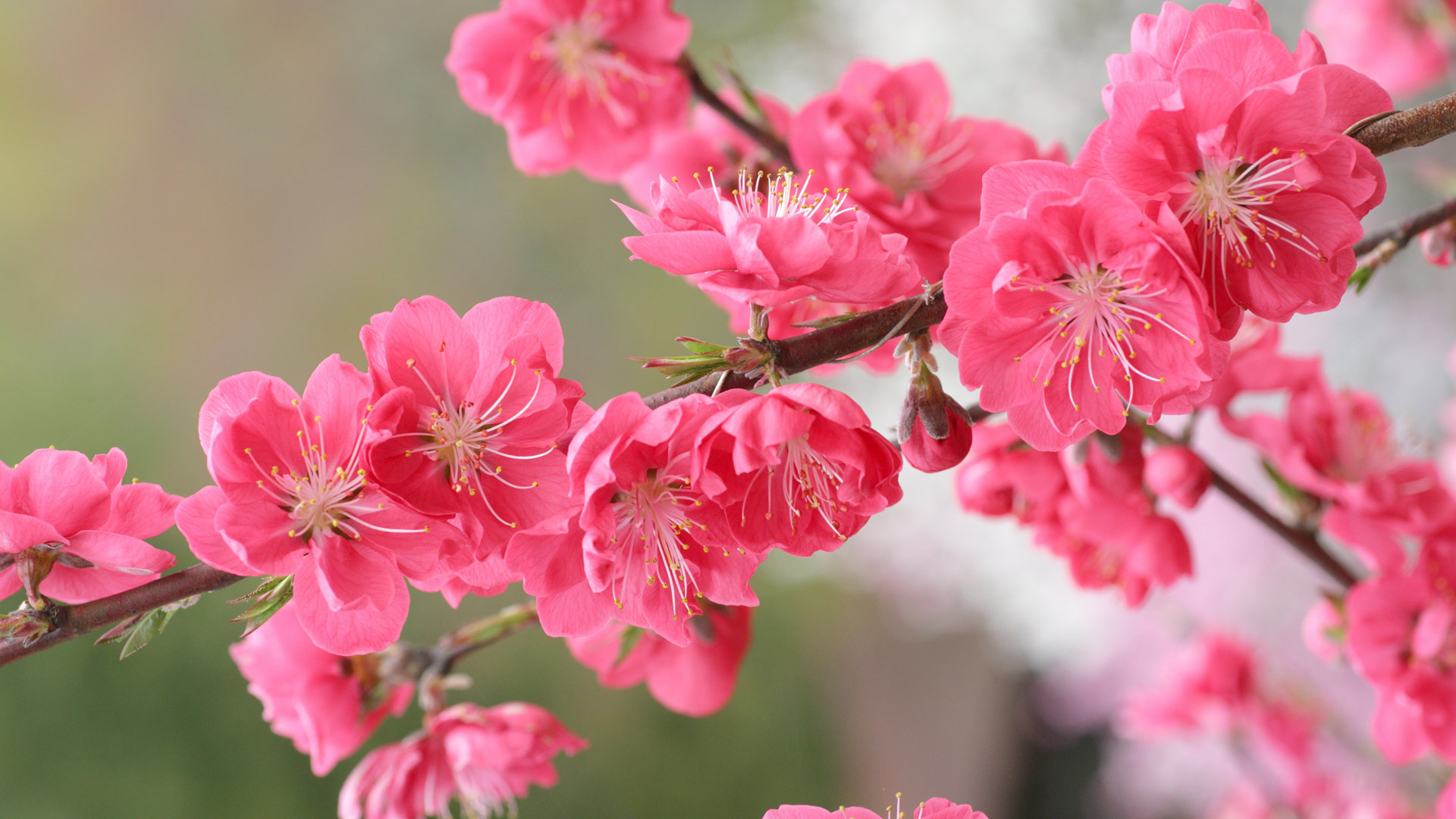 「桃の花」 (©  SHINZO HIRAI/amana images/Getty Images Plus)(Bing Japan)