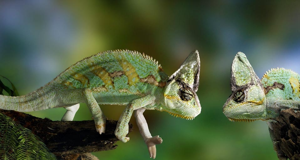 Chameleons (© Exactostock/SuperStock) &copy; (Bing United Kingdom)