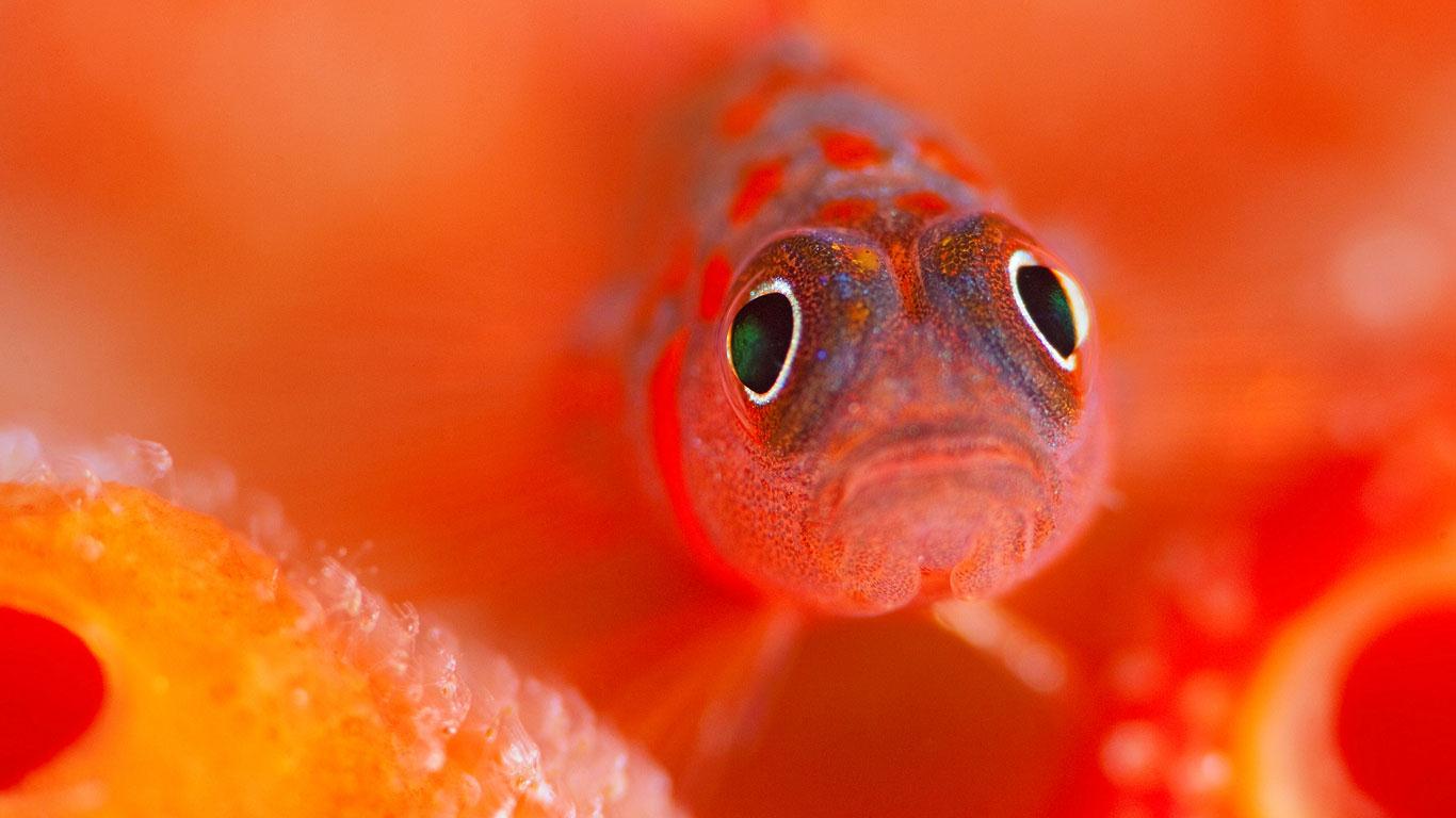 A flame goby guards her eggs in the Kaafu Atoll of the Maldives (© Jason Isley/Scubazoo)(Bing United Kingdom)