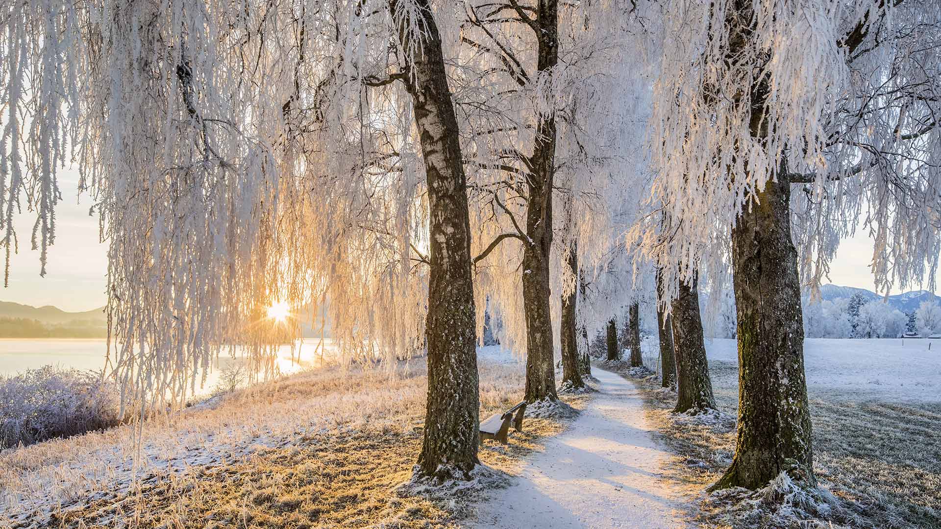 Birkenallee bei Sonnenaufgang, Uffing am Staffelsee, Werdenfelser Land, Oberbayern, Bayern, Deutschland (© Reinhard Schmid/Huber/eStock Photo)(Bing Deutschland)
