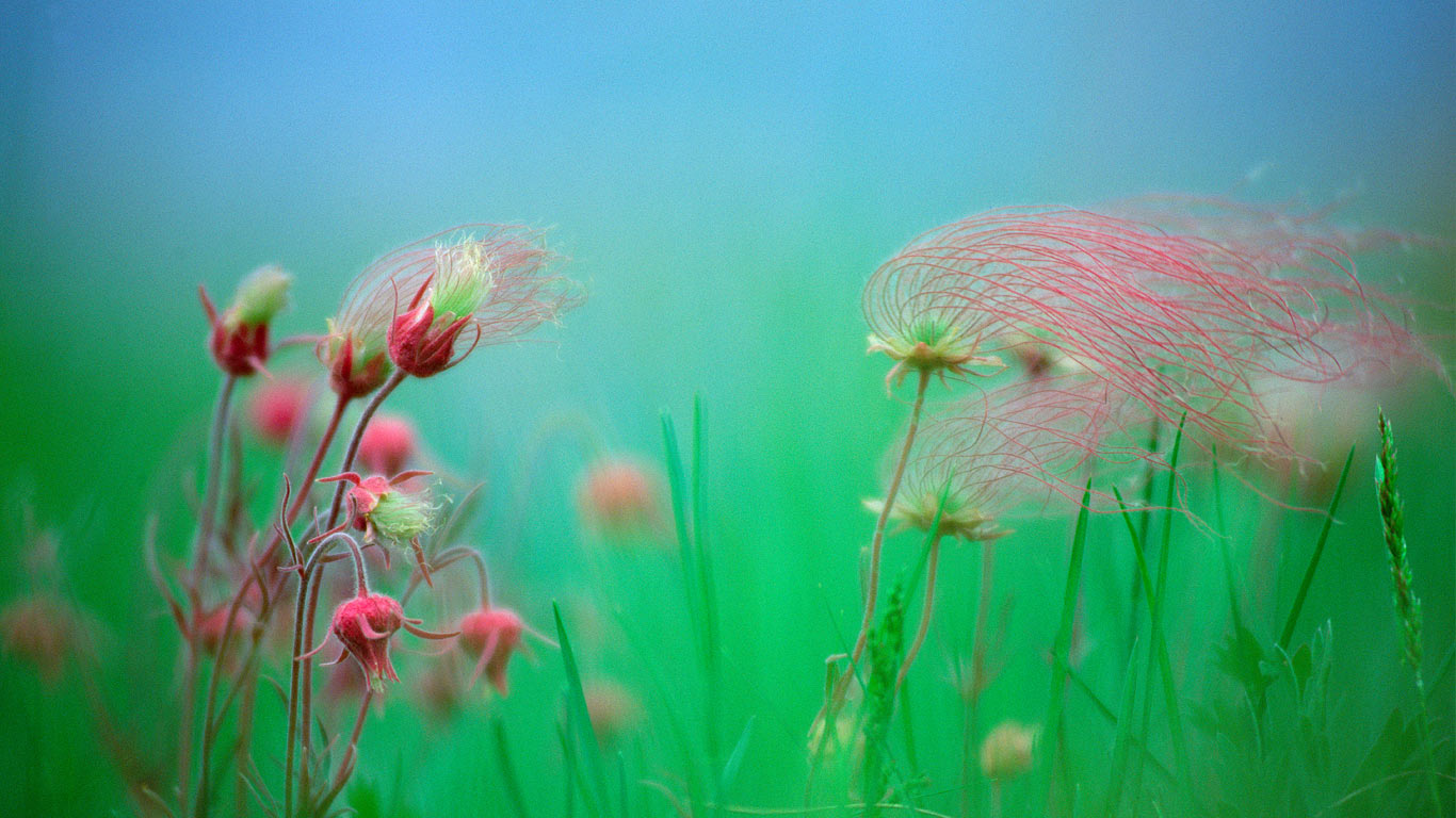 Prairie smoke blossoms (© Jim Brandenburg/Minden Pictures)(Bing Canada)