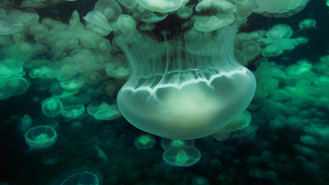Bloom of moon jellyfish swimming at night in Prince William Sound, Alaska, USA (© Hiroya Minakuchi/Minden Pictures)(Bing United Kingdom)
