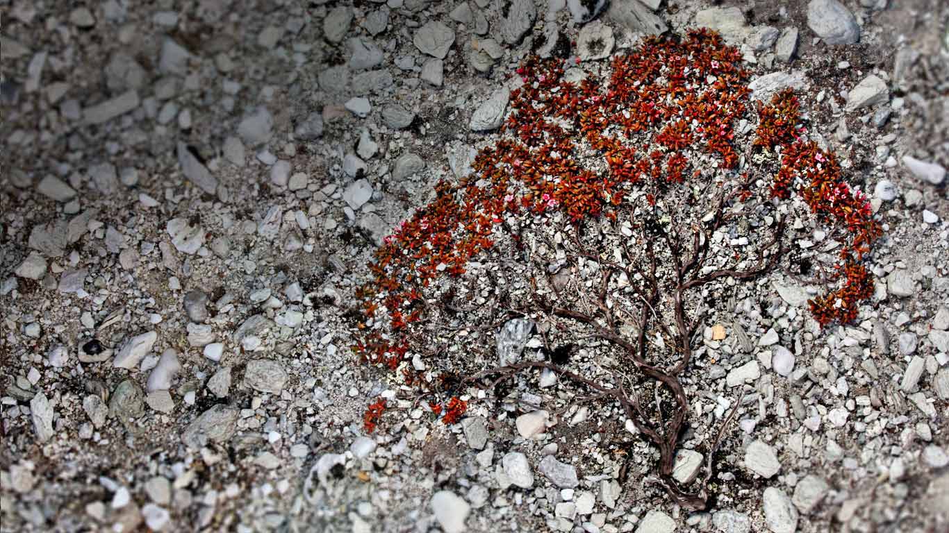 Trailing azalea growing on a scree slope in Rondane National Park, Norway (© Radomir Jakubowski/Minden Pictures)(Bing United Kingdom)