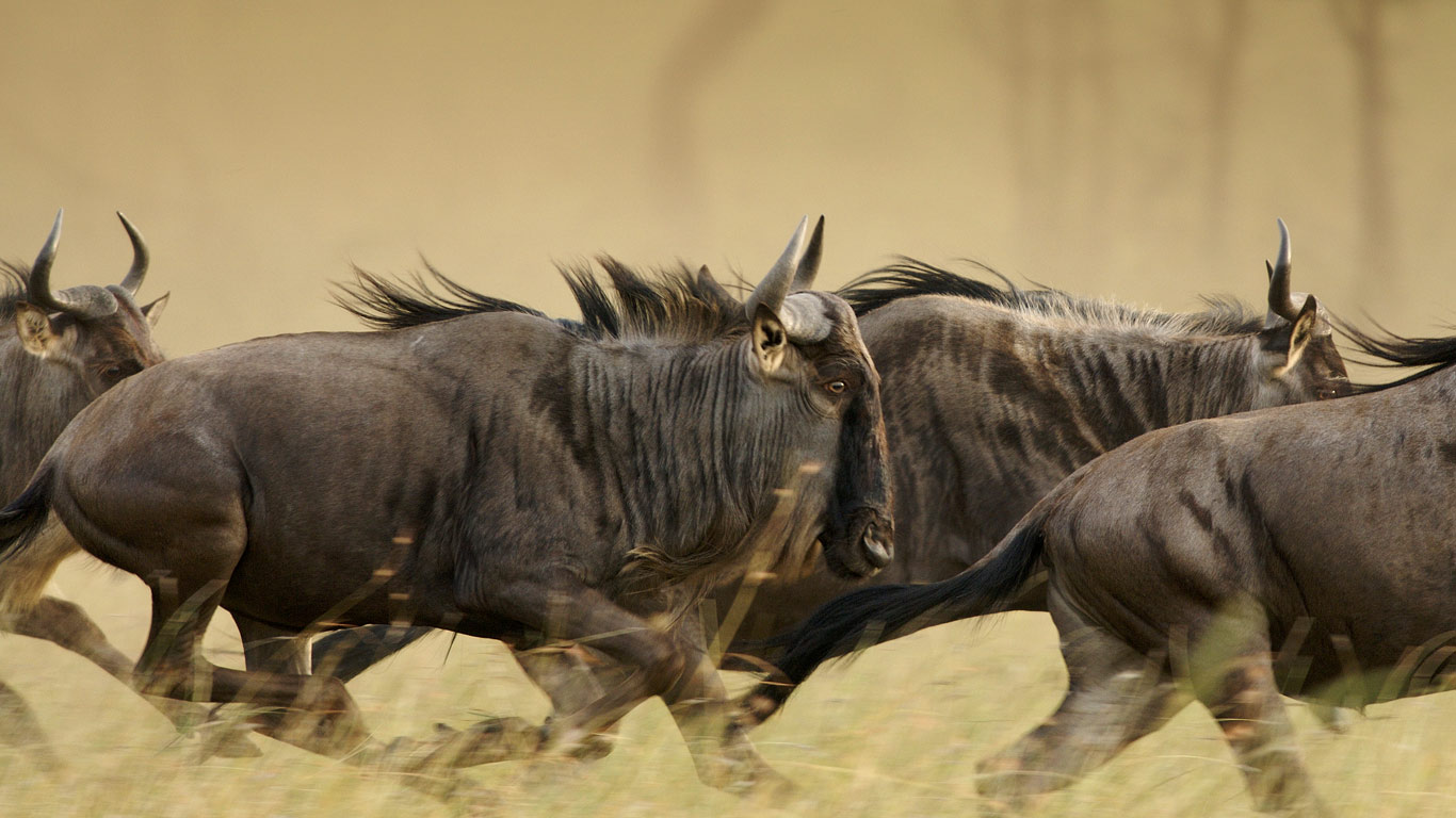 Blue wildebeests on the Musabi Plains in the Serengeti National Park, Tanzania (© Adrian Bailey/Aurora)(Bing United States)