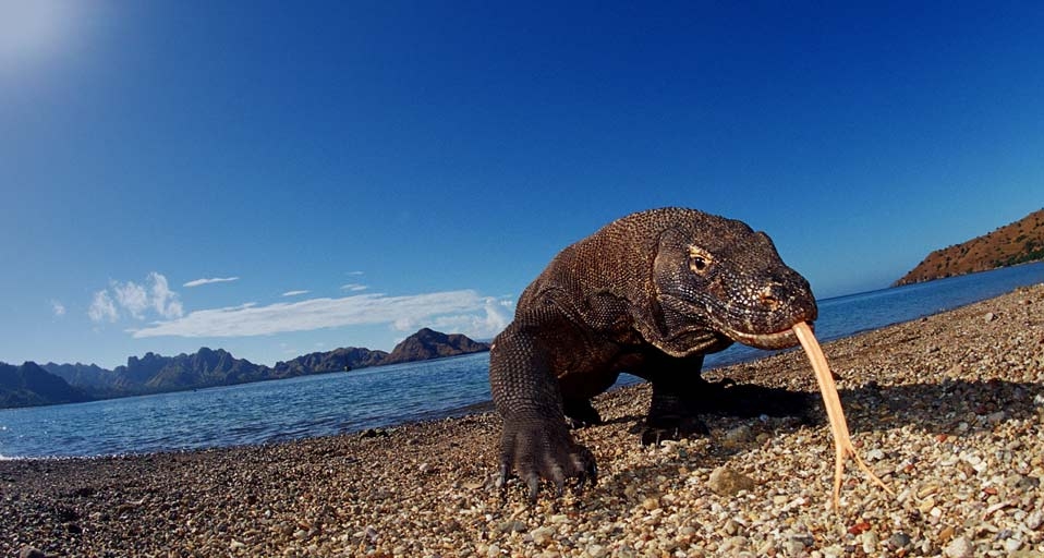 Komodo dragon (Varanus komodoensis) -- Juniors Bildarchiv/agefotostock &copy; (Bing United Kingdom)