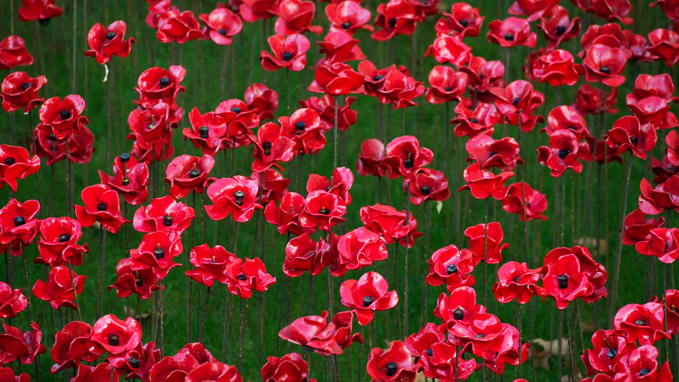Poppy display at the Tower of London (© Gillian Lloyd/Alamy)(Bing United Kingdom)