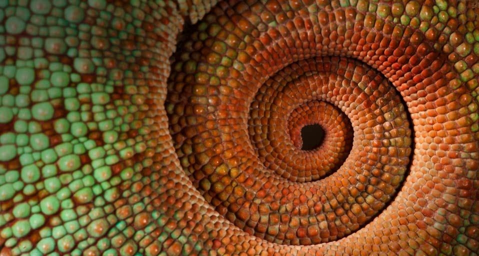 Panther chameleon tail, Madagascar (© Joe McDonald/Corbis) &copy; (Bing United Kingdom)