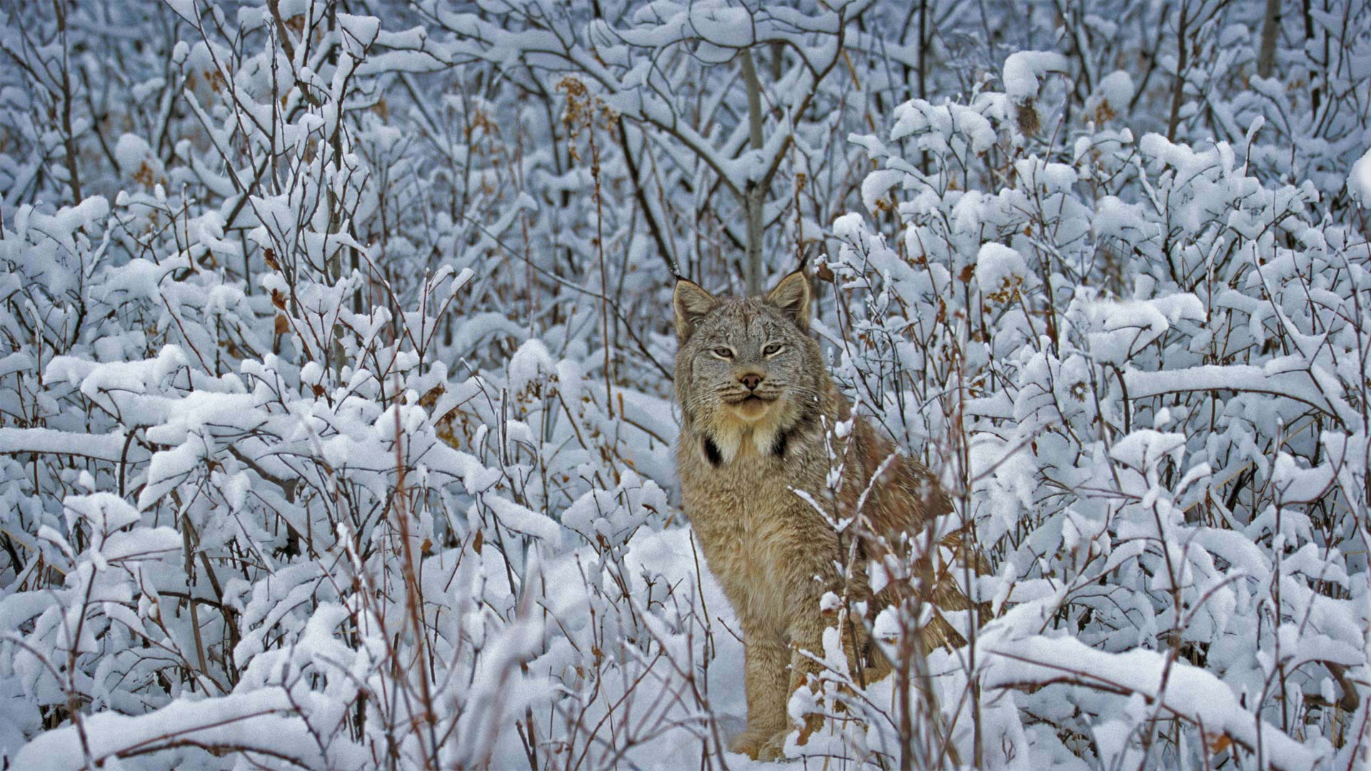 Canada lynx in Montana, USA (© Alan and Sandy Carey/Minden Pictures)(Bing United Kingdom)
