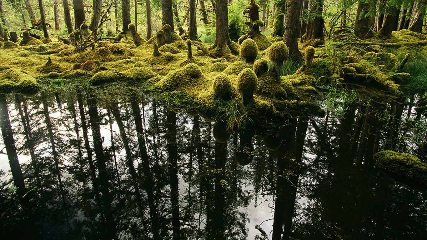 Nailoon Park, Queen Charlotte Islands, British Columbia (© Michael Melford/National Geographic/Getty Images)(Bing Canada)