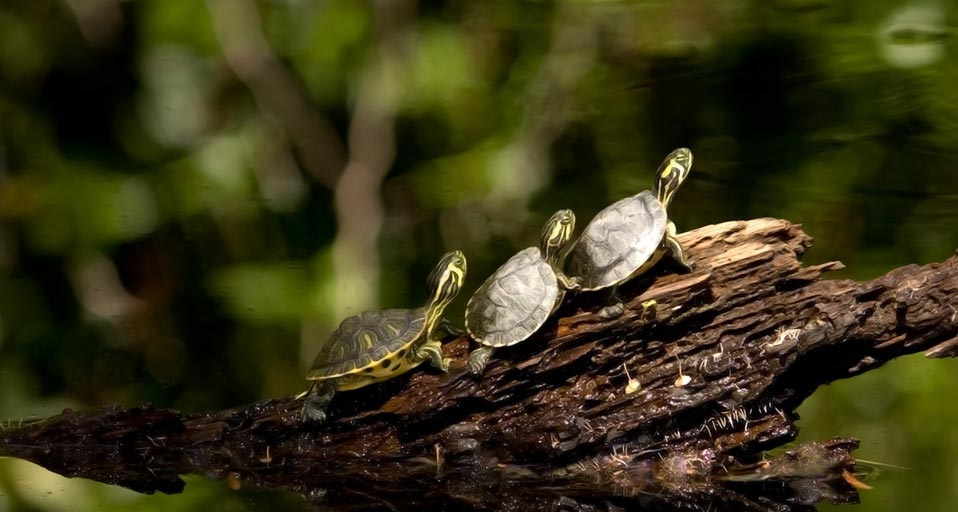 Three little turtles getting ready to dive into a pond at Duke Gardens, Durham, North Carolina, USA -- Mohamed Mahmoud El-Geish &copy; (Bing United Kingdom)