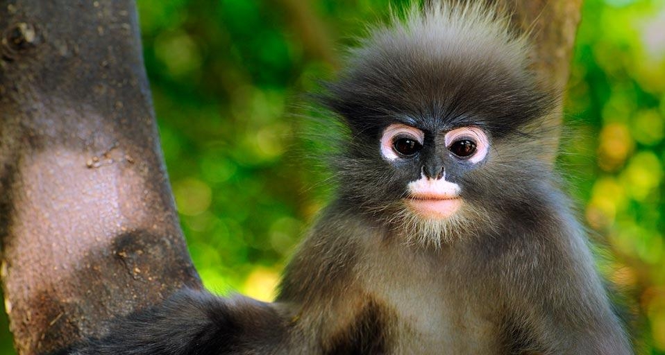 Dusky leaf monkey, Khao Sam Roi Yot National Park, Thailand (© Thomas Marent/Visuals Unlimited/Corbis) &copy; (Bing United Kingdom)