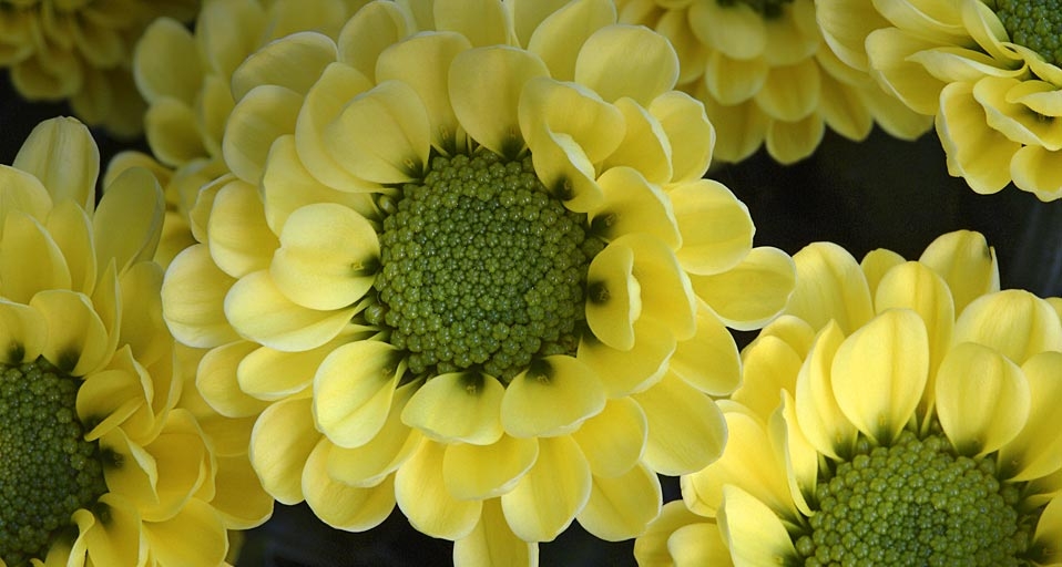 德国汉堡植物园中的菊花 (© Gerhard Schulz/Age Fotostock/Photolibrary) &copy; (Bing China)