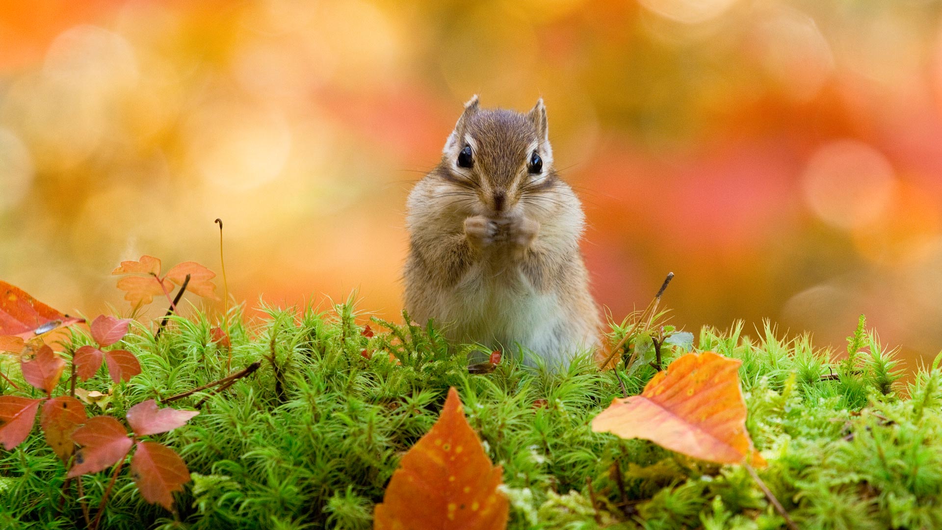 A Siberian chipmunk, Hokkaido, Japan (© plainpicture/Score. by Aflo/Takao Onozato/Aflo)(Bing United Kingdom)