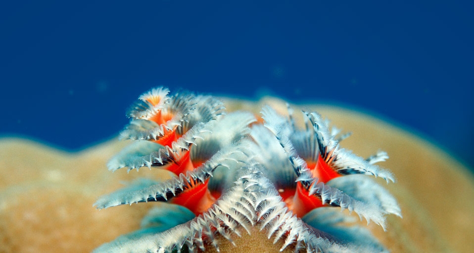 Christmas tree worms growing on coral (© Reinhard Dirscherl/Corbis) &copy; (Bing United Kingdom)