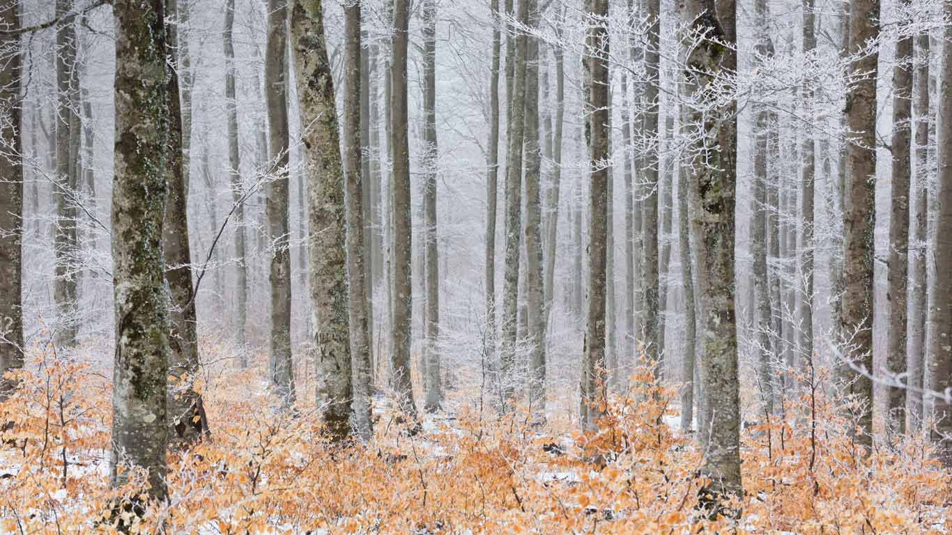 Beech forest in frost, Serreyrède Path, Cévennes National Park, France (© Hemis/Alamy Stock Photo)(Bing New Zealand)
