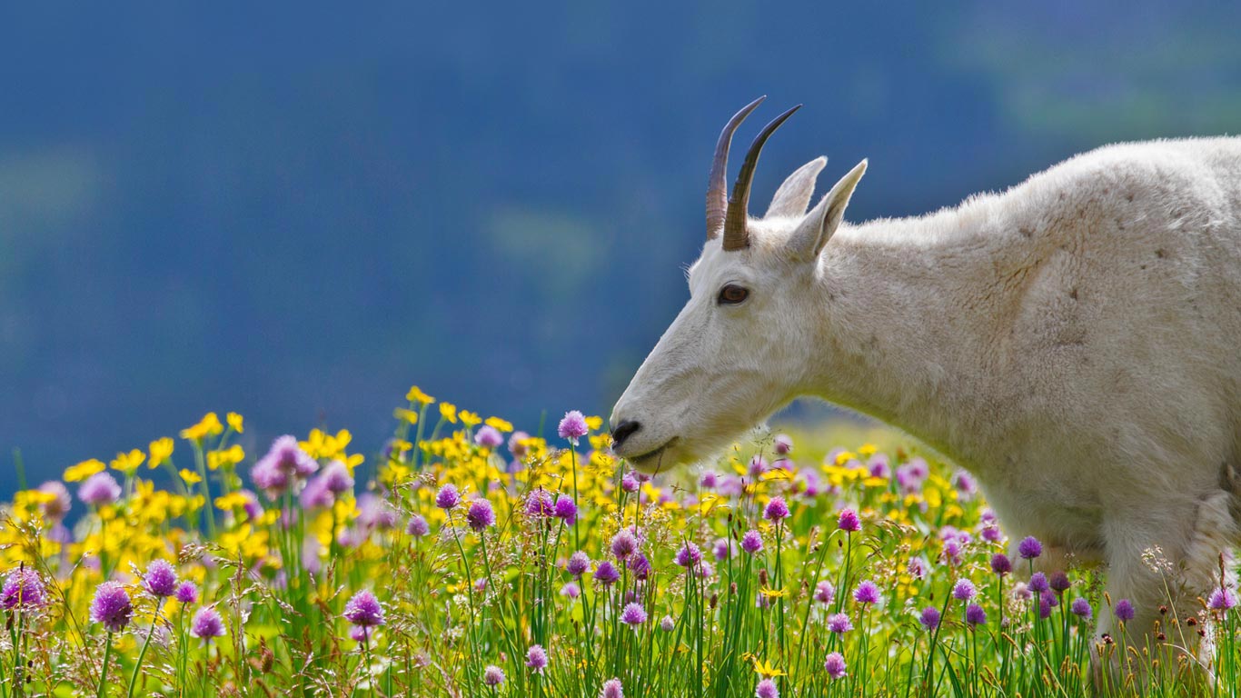 冰川国家公园内的一只高山山羊， 美国蒙大拿州 (© Sumio Harada/Minden Pictures)(Bing China)