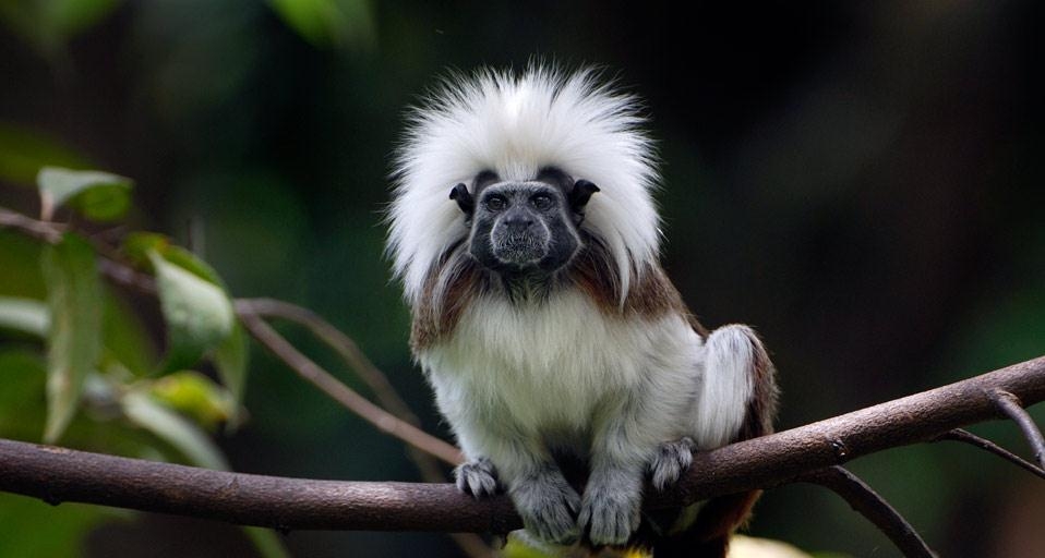 Cotton-top or Pinché tamarin of northern Colombia (© Thomas Marent/Corbis) &copy; (Bing United Kingdom)