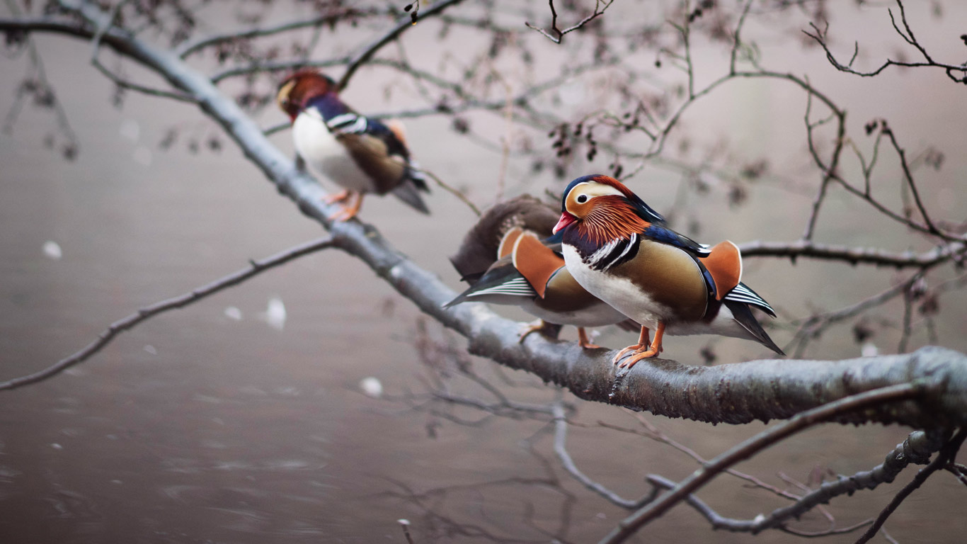 Mandarin ducks perched on a branch (© Thomas Langley/Alamy)(Bing United Kingdom)