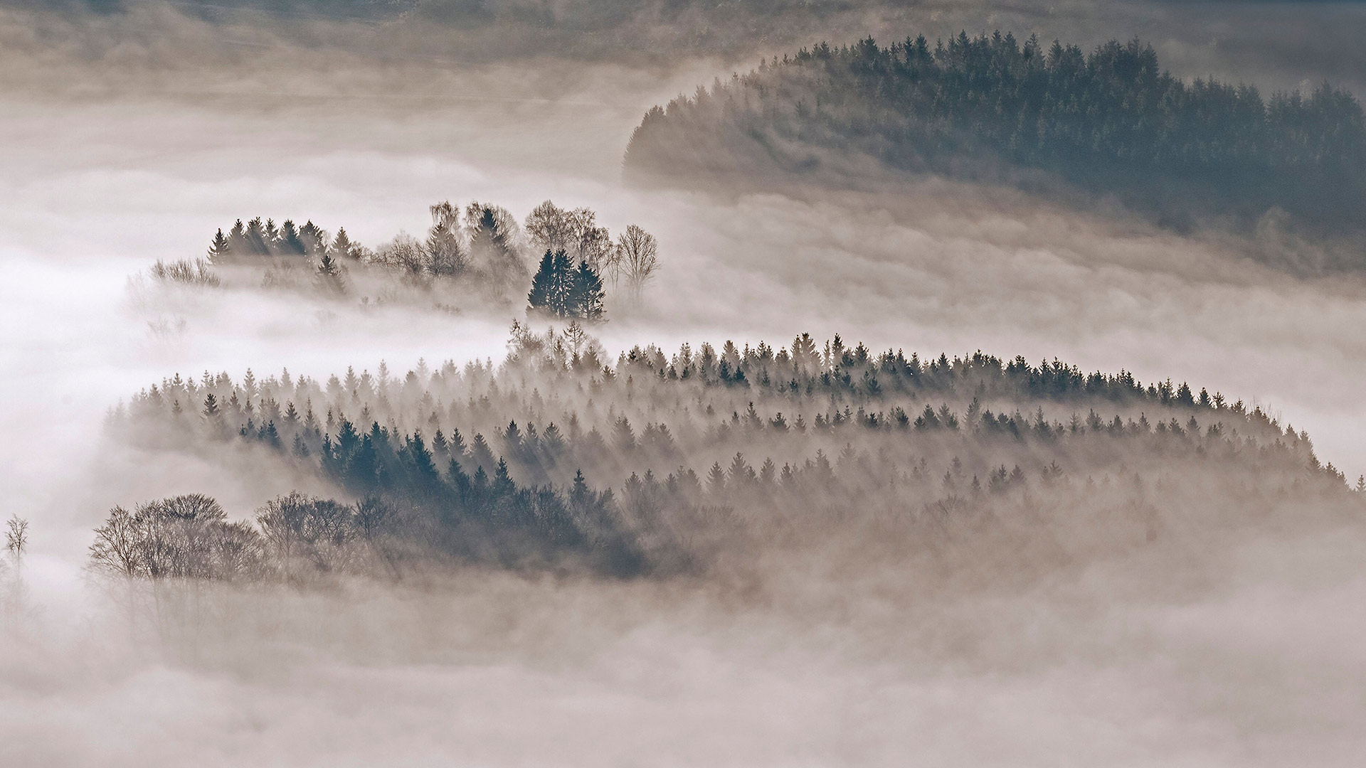 Mit Tannen und Fichten bewaldete Hügel bei Meschede, Sauerland, Nordrhein-Westfalen (© imageBROKER/Alamy Stock Photo)(Bing Deutschland)